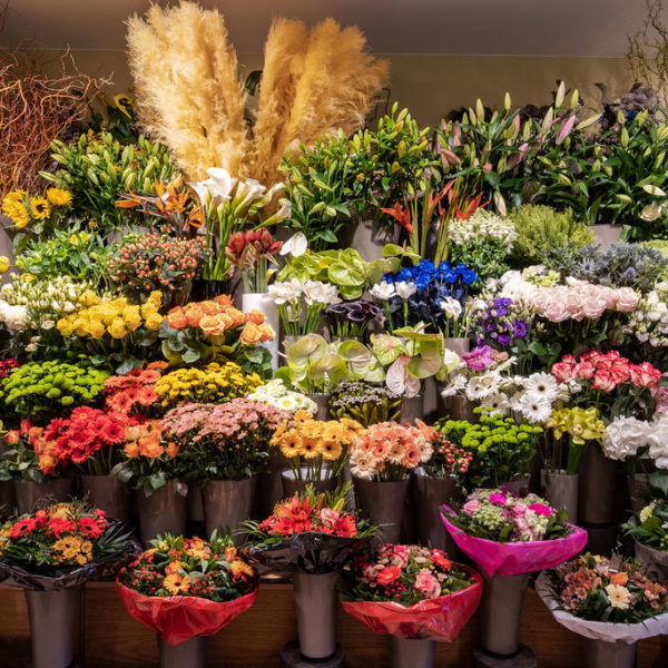 20220331_Davidshof_008 Différentes variétés de fleurs chez le fleuriste David's Hof