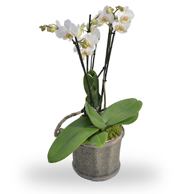 629_-_Phalaenopsis_3_branche_avec_pot-3.jpg
